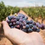 La cultura del vino